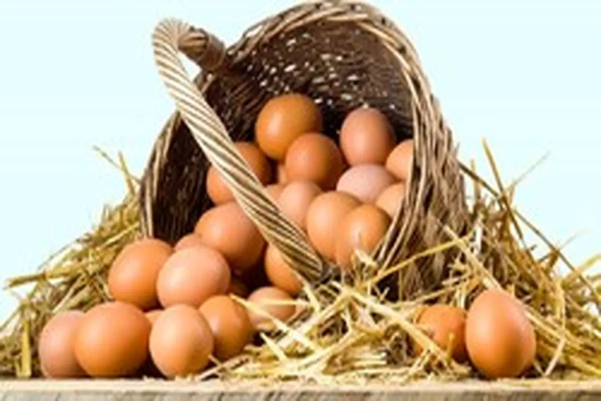 نرخ جدید تخم مرغ پوسته قهوه ای در میادین میوه و تره