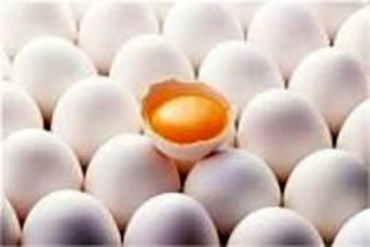 قیمت هر کیلوگرم تخم مرغ درب مرغداری ۹۵۰۰ تومان تعیین شد