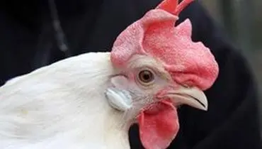 پشت پرده افزایش قیمت مرغ در بازار چیست؟