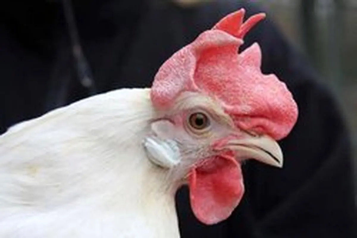 پشت پرده افزایش قیمت مرغ در بازار چیست؟