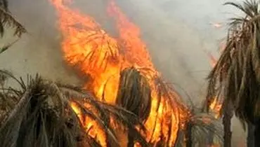آتش سوزی در ۳ هکتار از باغات دلگان/۴۰۰ اصله درخت طعمه حریق شد