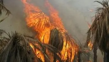 آتش سوزی در ۳ هکتار از باغات دلگان/۴۰۰ اصله درخت طعمه حریق شد