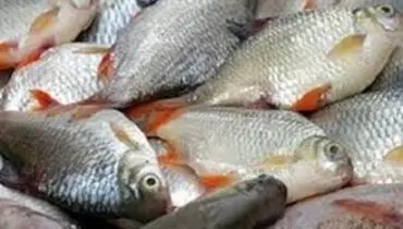 خرید حمایتی محصولات پرورش ماهی در دریا
