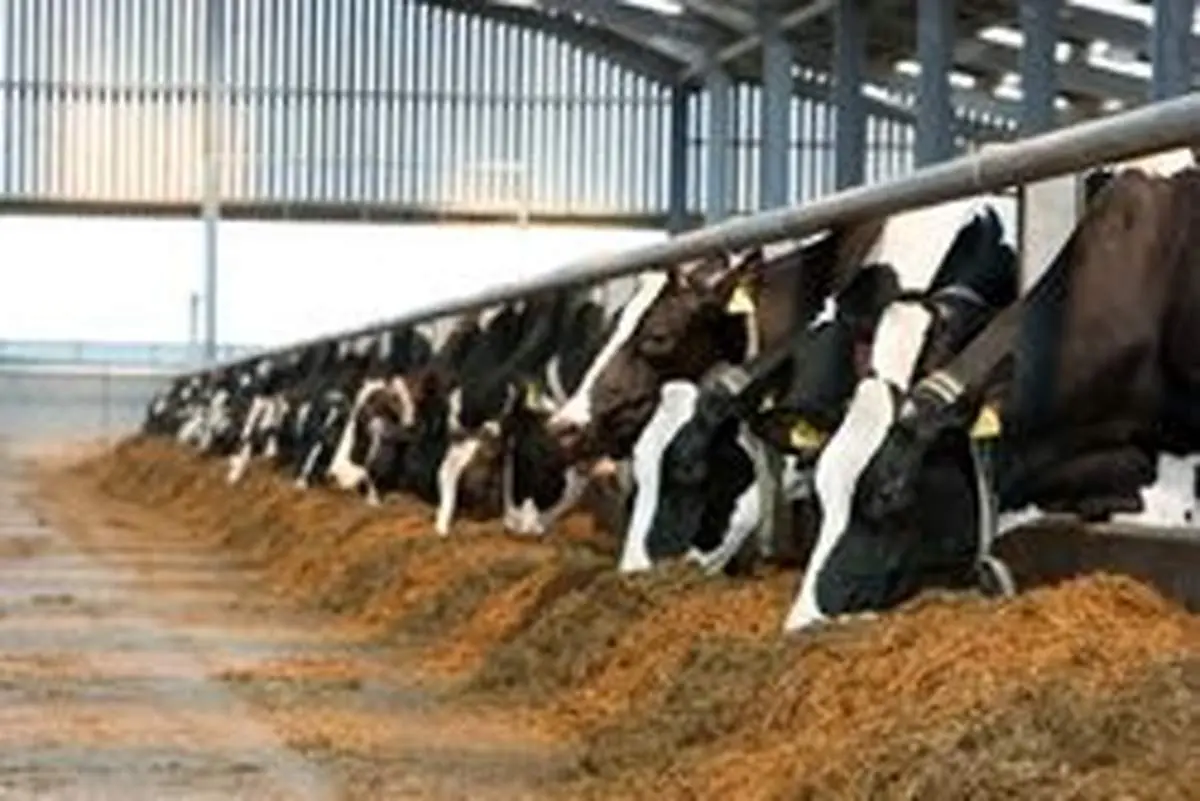 وجود ۲۰۰ هزار راس دام سنگین وزن در دامداریهای کشور