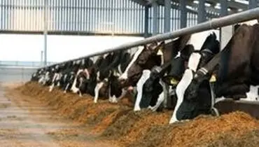 وجود ۲۰۰ هزار راس دام سنگین وزن در دامداری‌های کشور