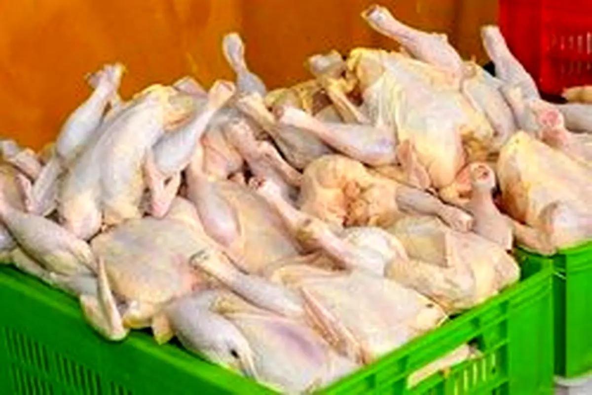 بازگشت قیمت مرغ به ۱۵ هزار تومان