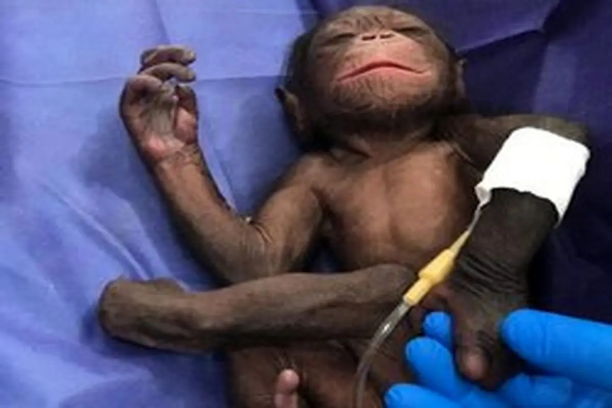 جنجال بر سر سرنوشت یک شامپانزه ۳ ساله!