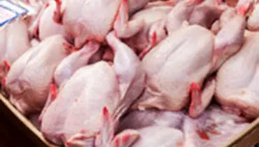 مرغ در تهران ارزان می‌شود