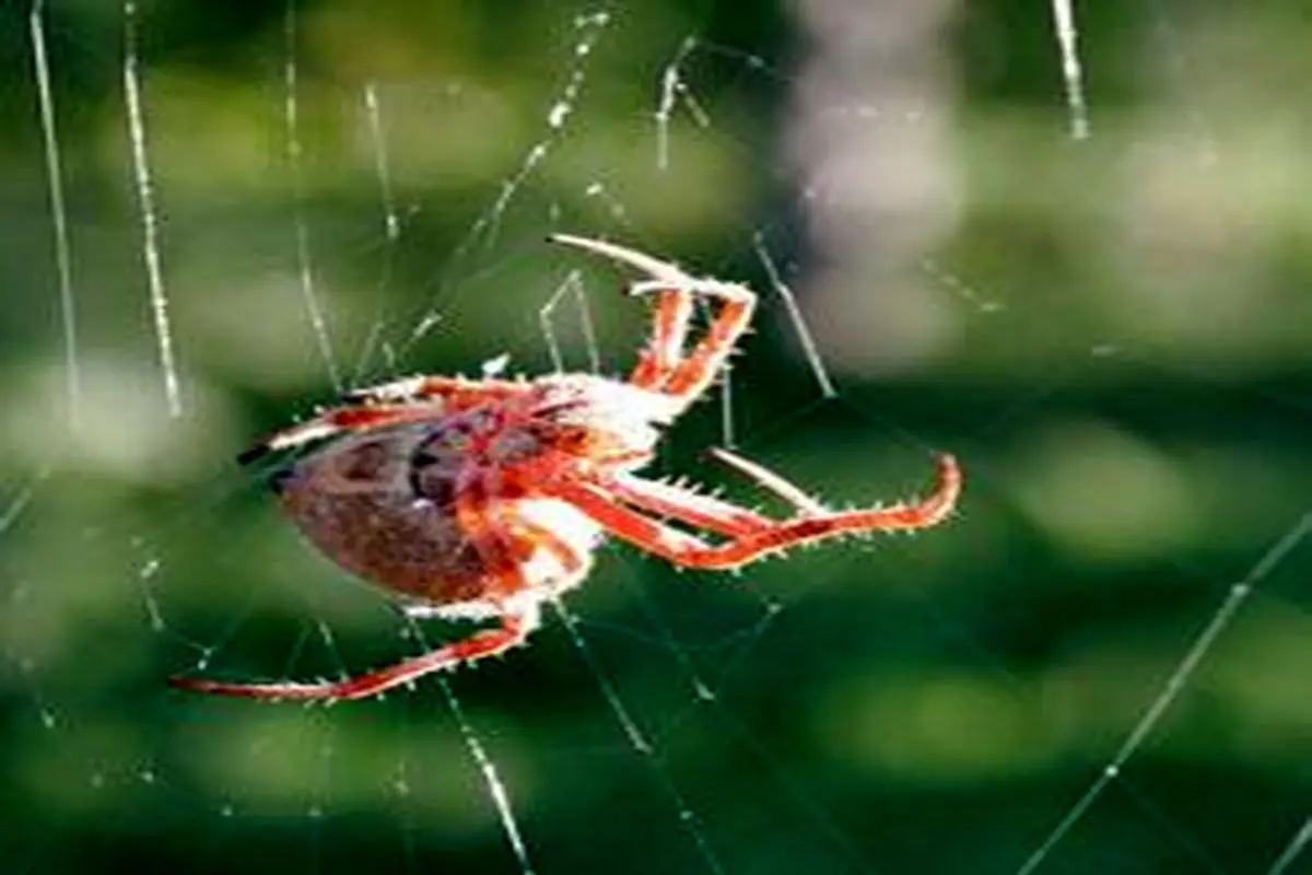 حقایقی جالب درباره عنکبوت‌ها که نمی‌دانید
