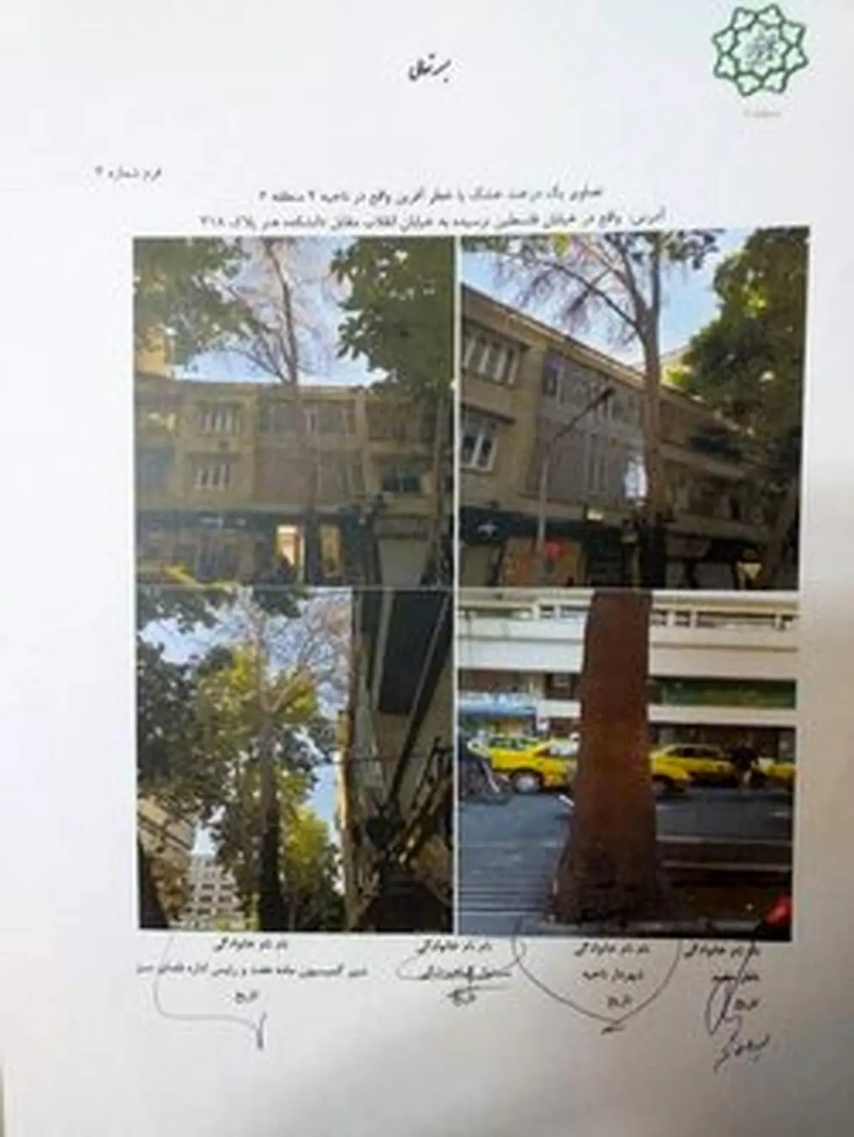 درختان قطع شده خیابان فلسطین خشک بود