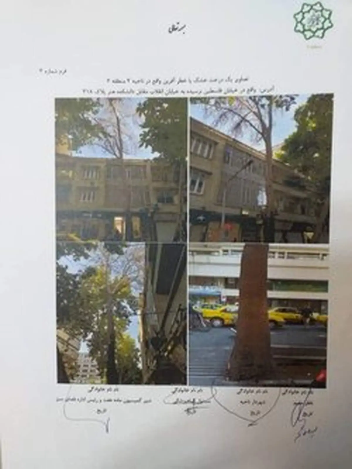 درختان قطع شده خیابان فلسطین خشک بود