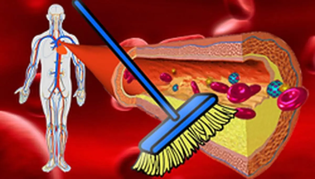 پاکسازی رگ های بدن با این مواد غذایی مفید