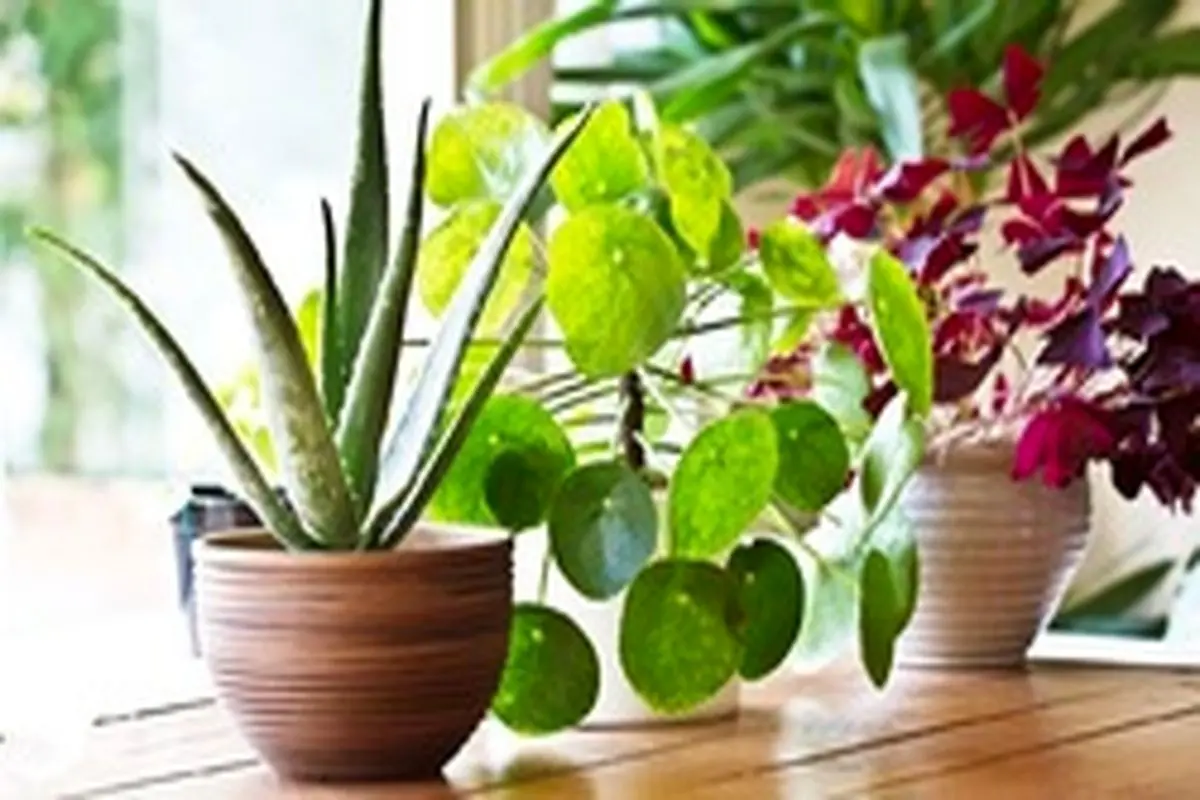 ۵ فایده نگهداری گل و گیاه در خانه