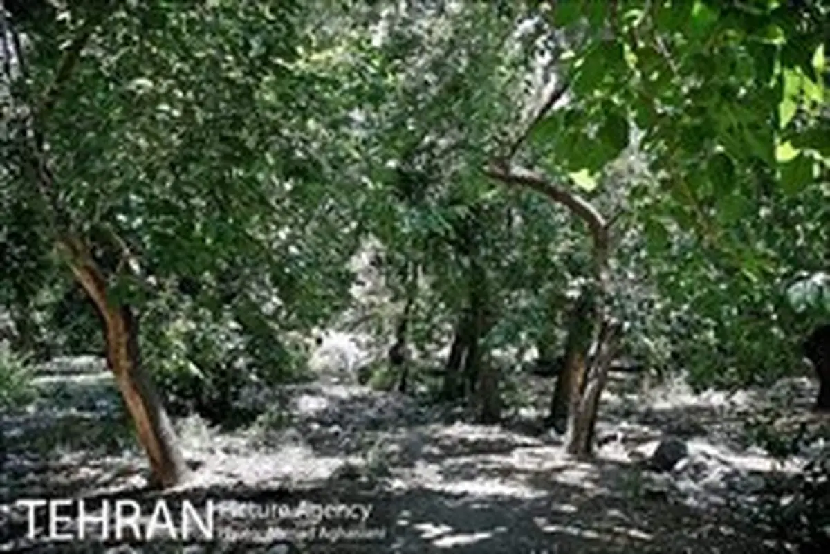 باغات طرشت به صورت فرسایشی در حال تغییر کاربری هستند