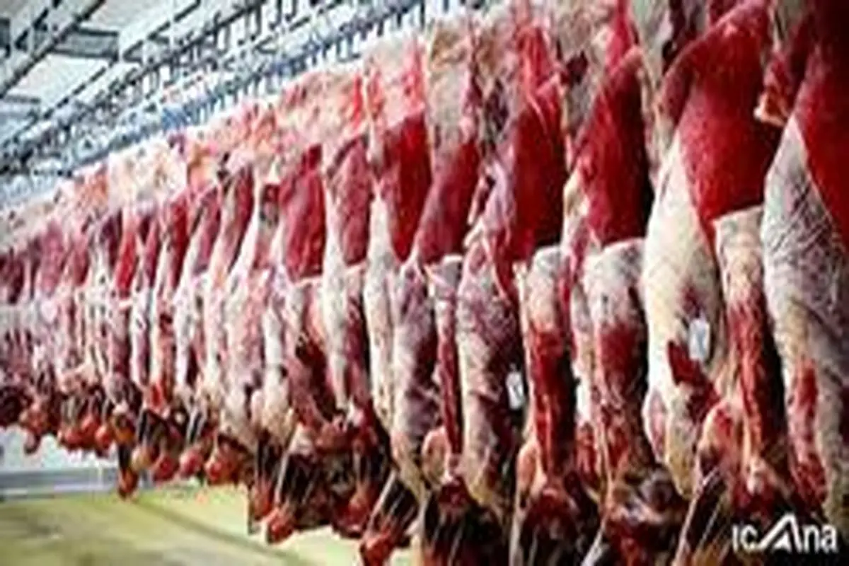 واردات غیر‌ضروری، تداوم تولید گوشت قرمز را تهدید می‌کند