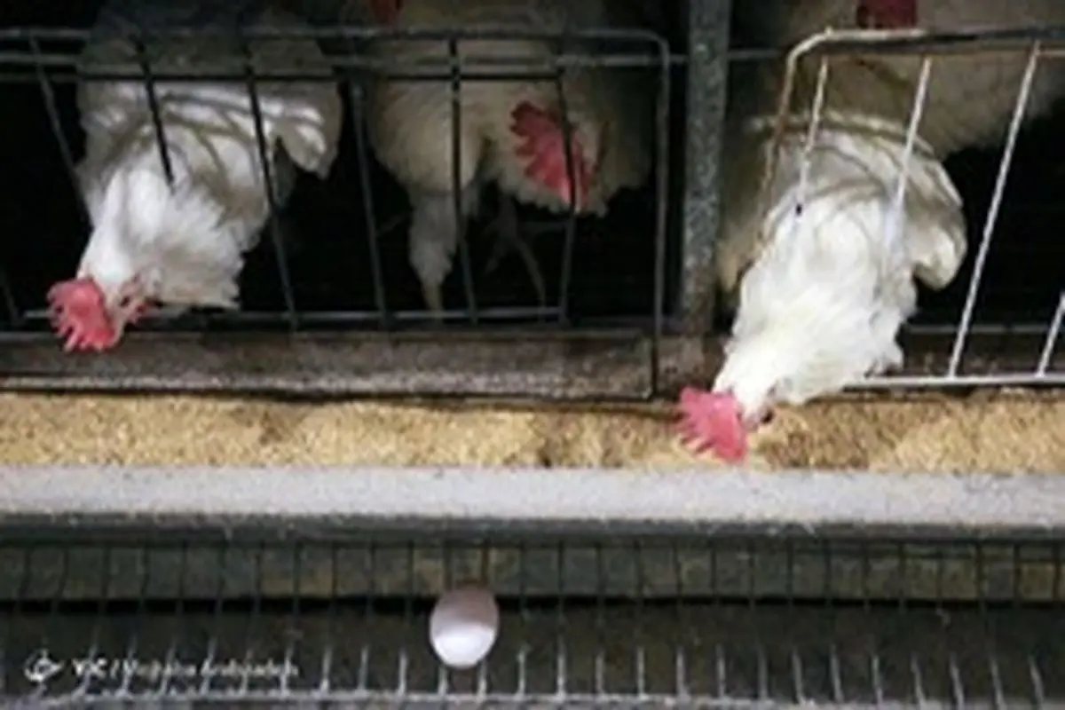 نرخ هر کیلو مرغ در بازار ۱۷ هزار تومان شد