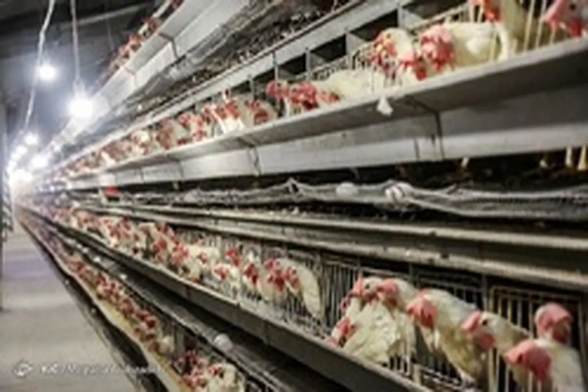 خطر ورشکستگی در کمین صنعت مرغداری/ قیمت مصوب مرغ غیرواقعی است