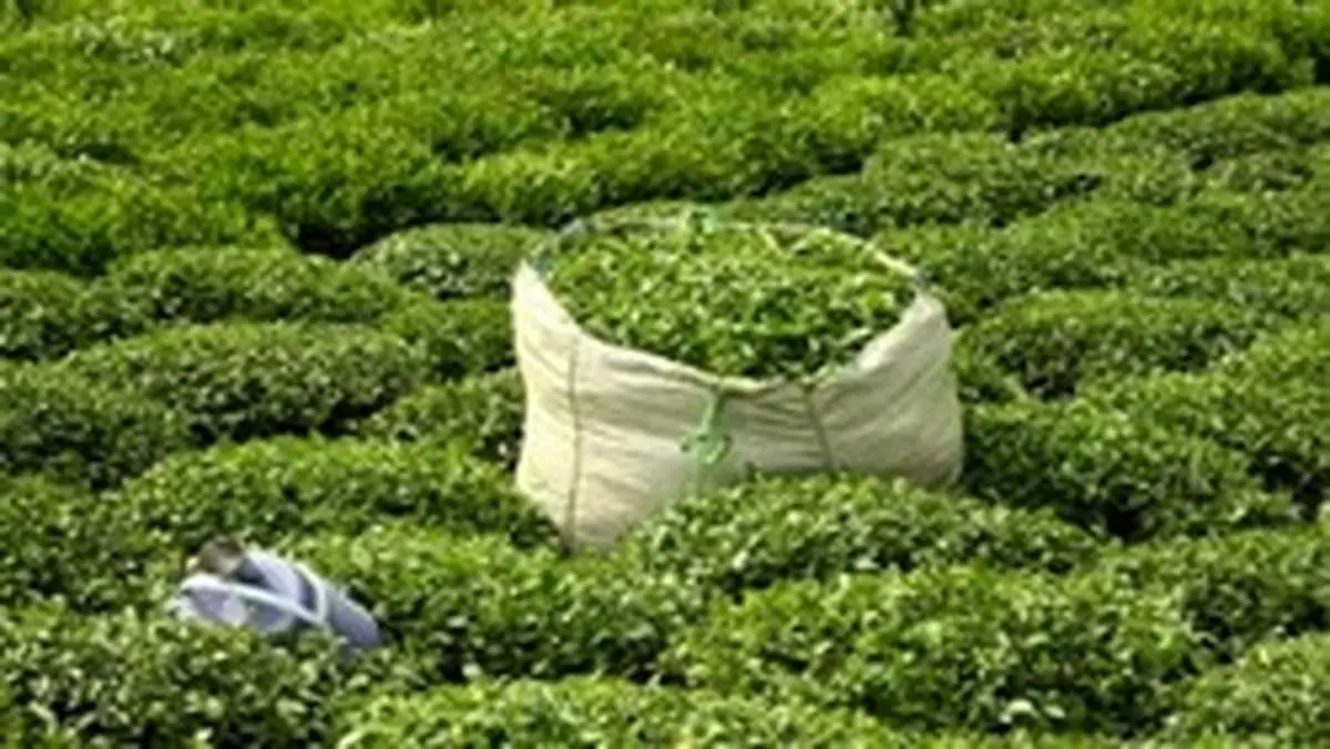 رشد ۹ درصدی خرید برگ سبز چای/ تولید چای از ۳۰ هزار تن فراتر میرود