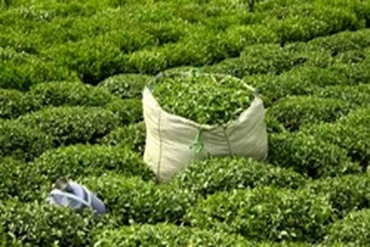 رشد ۹ درصدی خرید برگ سبز چای/ تولید چای از ۳۰ هزار تن فراتر می‌رود