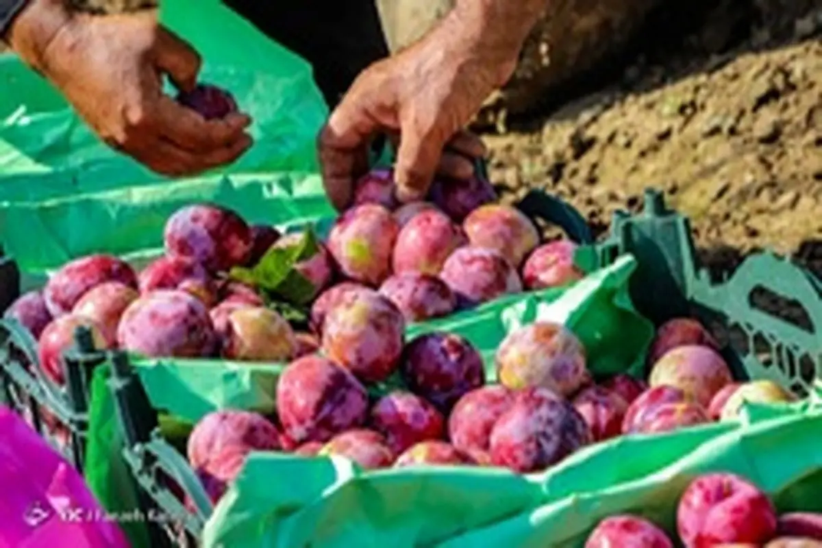 میوه ارزان شد/نرخ هر کیلو انگور یاقوتی ۱۸ هزار تومان