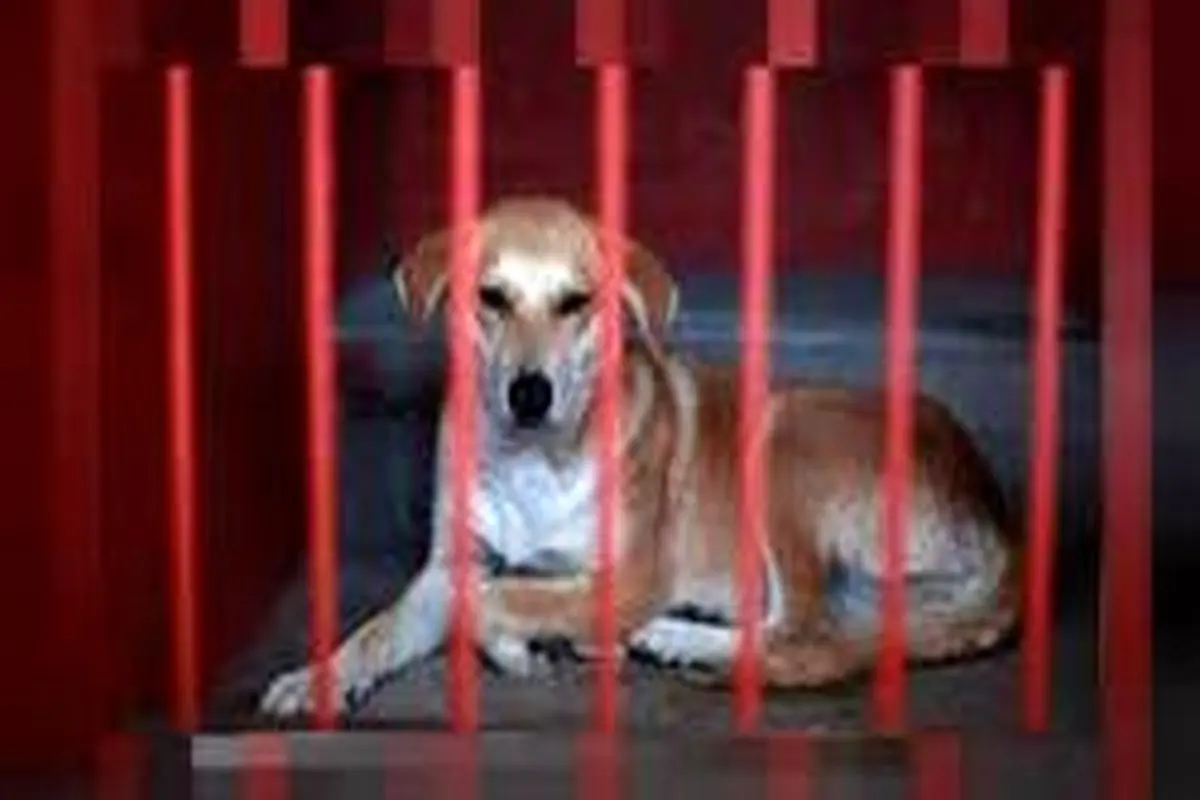 ۲ کشته به دلیل بروز اختلاف بر سر یک سگ در آمریکا