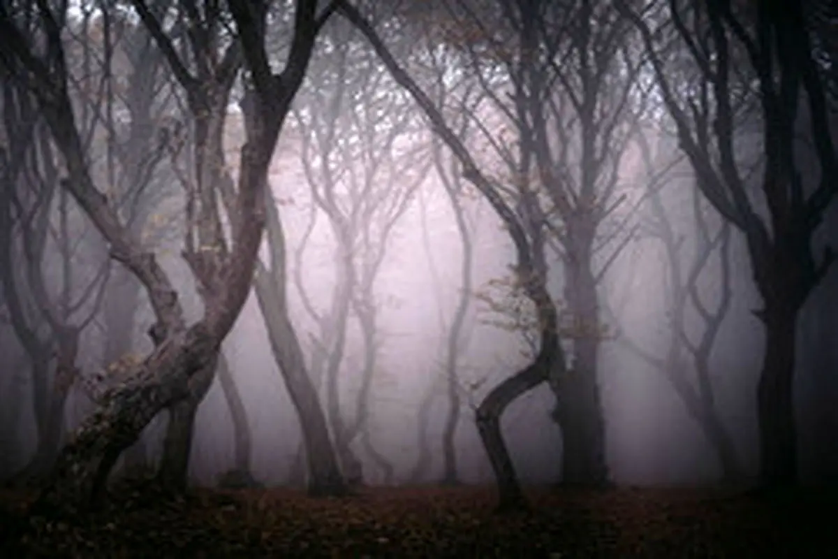 جنگل جیغ، مکان ترسناک انگلستان + تصاویر