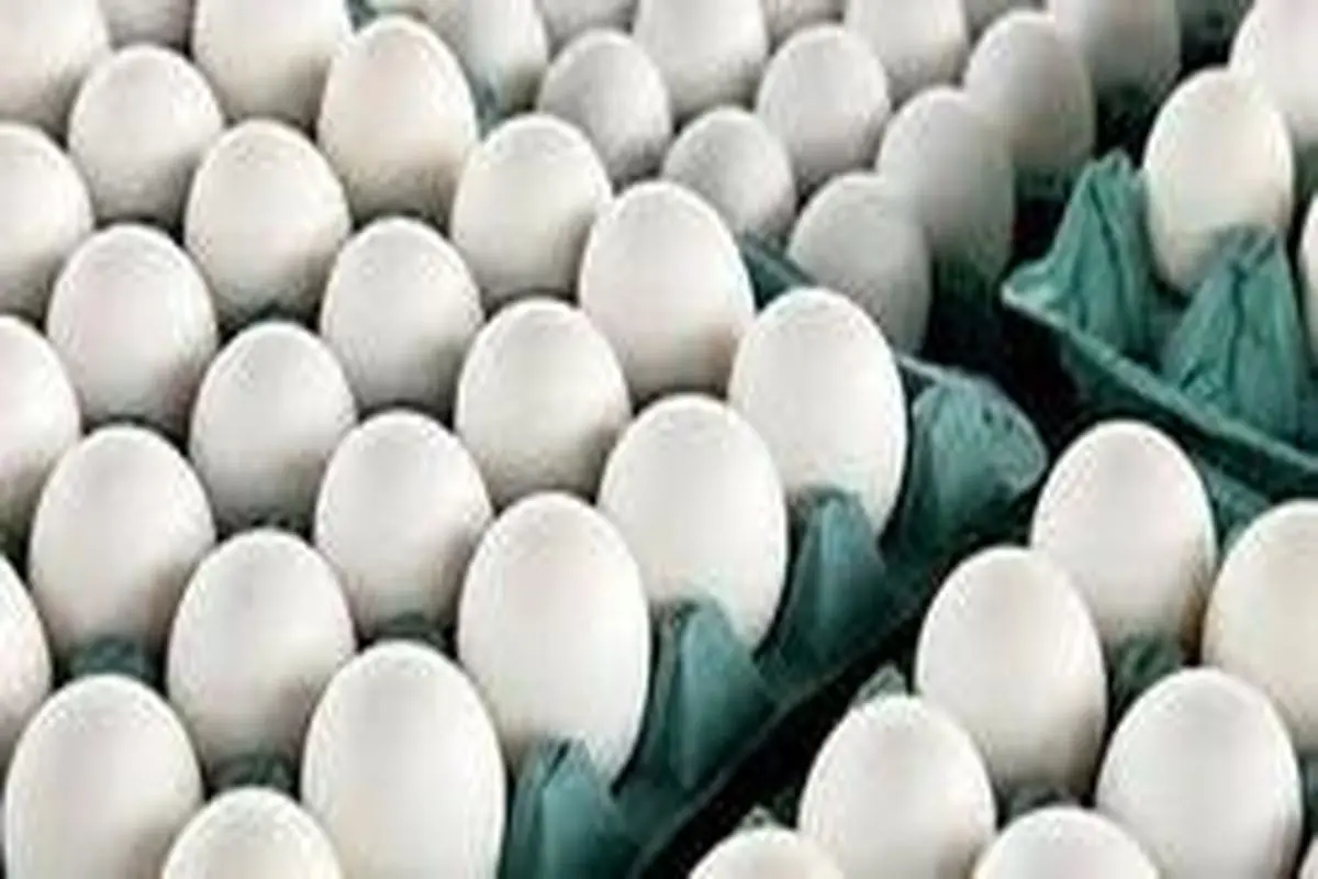 قیمت هر شانه تخم مرغ کمتر از ۲۰ هزار تومان