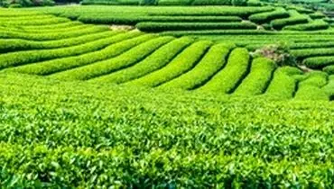 ۸۰ درصد مطالبات پرداخت شد؛ رشد ۱۵ درصدی تولید برگ سبز چای
