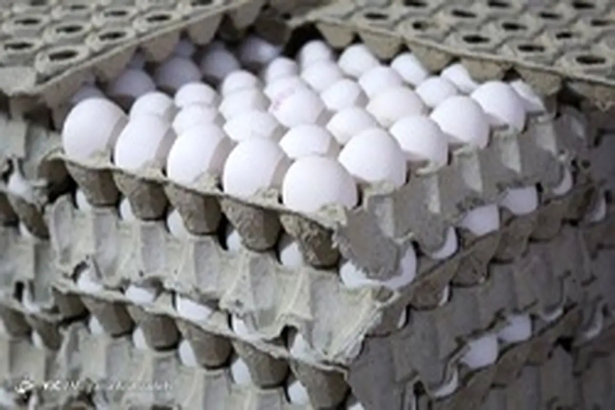 نبی پور:صادرات تخم مرغ نقشی در قیمت ندارد؛ امسال رکورد صادرات تخم مرغ شکست