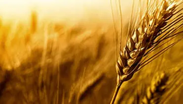 خرید تضمینی گندم کشور طی ۱۰۰ روز از ۵ میلیون تن فراتر رفت