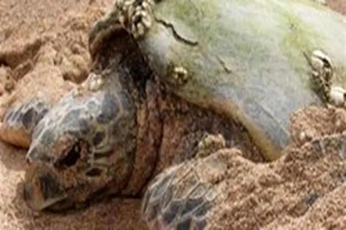 کشف لاشه ۲۸ لاک‌پشت در ساحل جاسک/ متهم اصلی: صیادان ترال