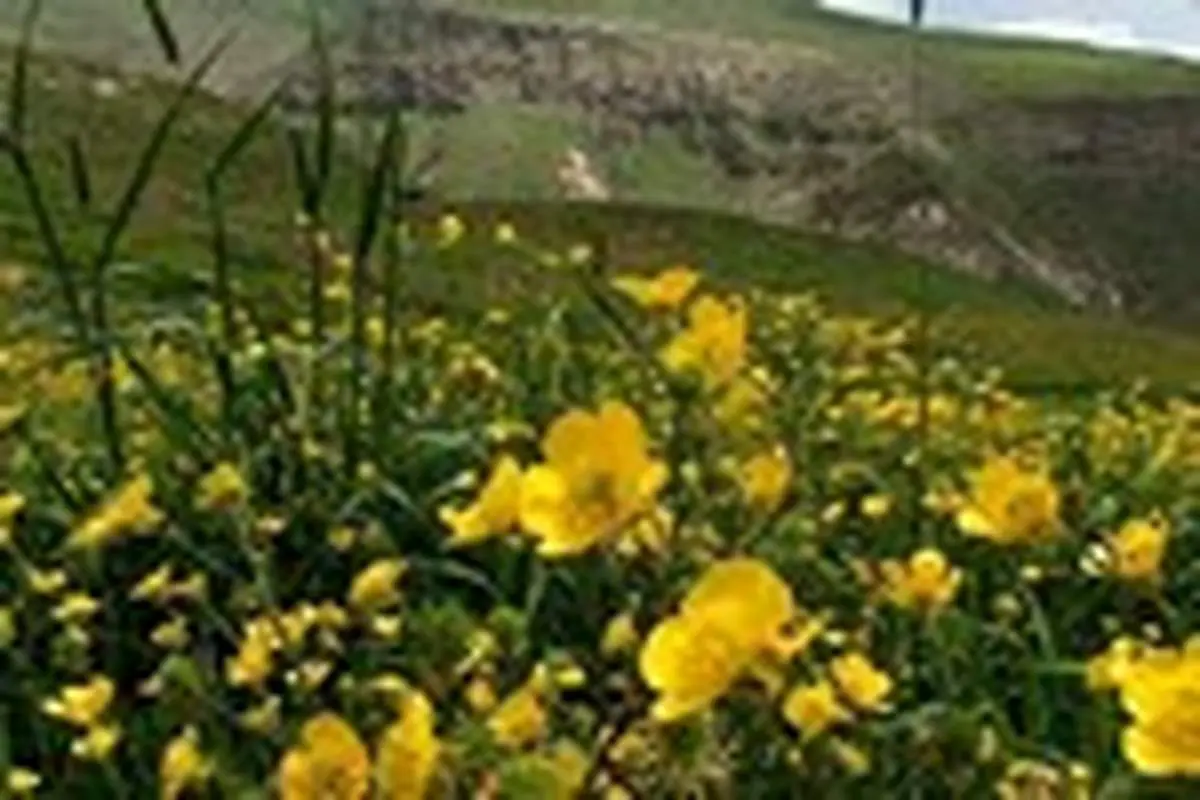 عروس کوه‌های ایران