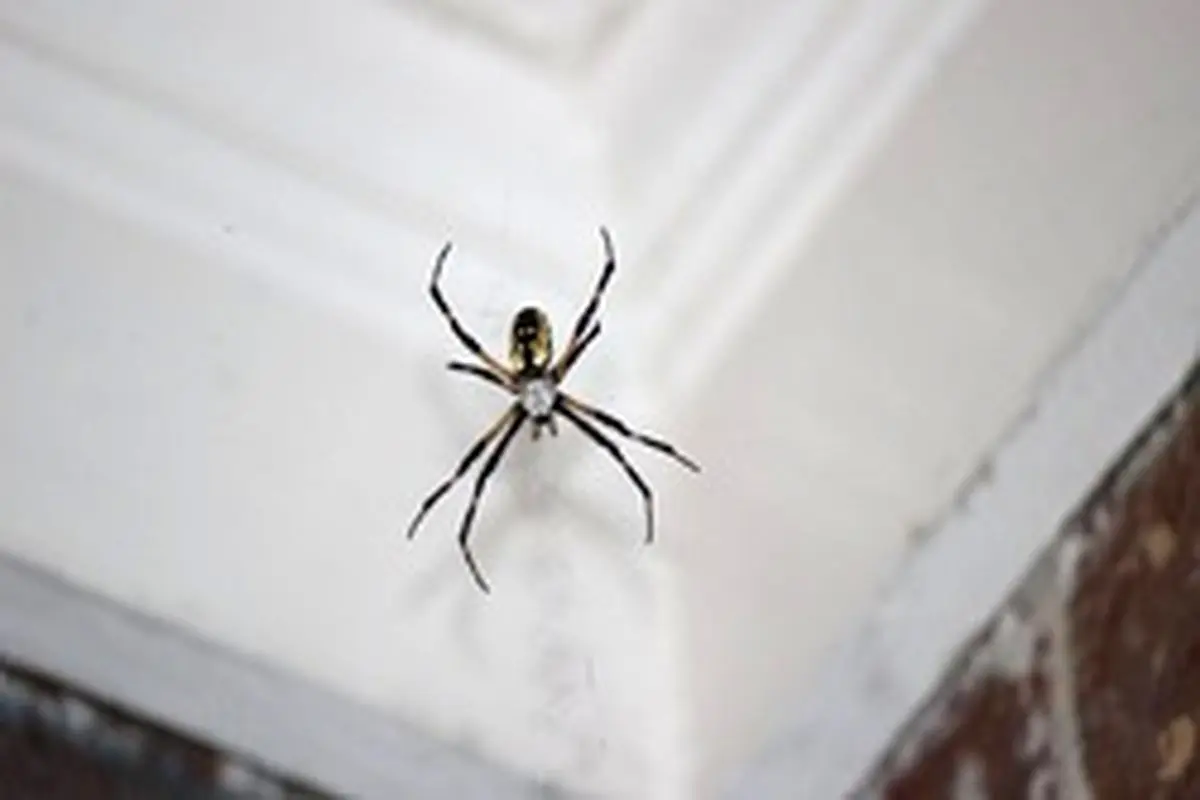 چرا نباید عنکبوت را در خانه بکشیم؟