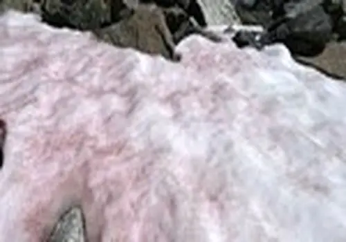 تصویری وایرال شده از کمان های آسمانی بر فراز آلپ 