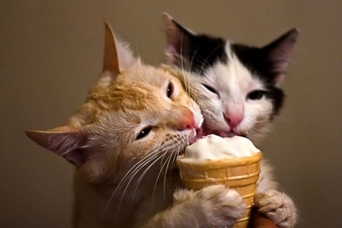 واکنش عجیب یک گربه به خوردن بستنی + فیلم