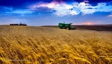 قیمت خرید تضمینی، پاشنه آشیل تولید گندم در کشور