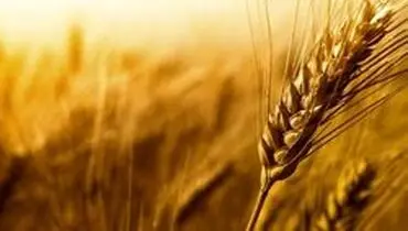 خرید تضمینی گندم به ۵.۵ میلیون تن رسید
