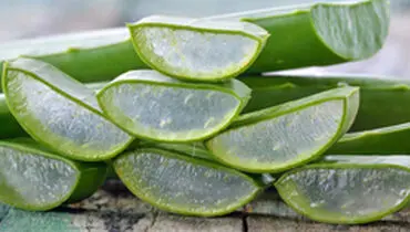 خواص فوق العاده آلوئه ورا برای بدن