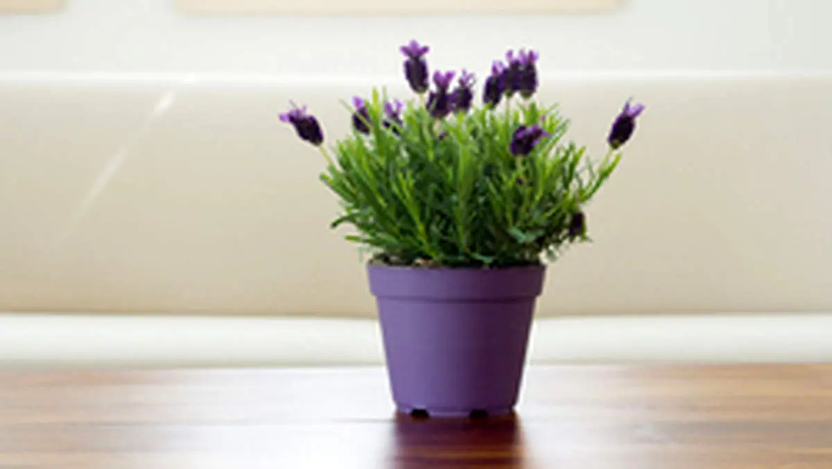 گیاهانی برای دفع حشرات آزاردهنده