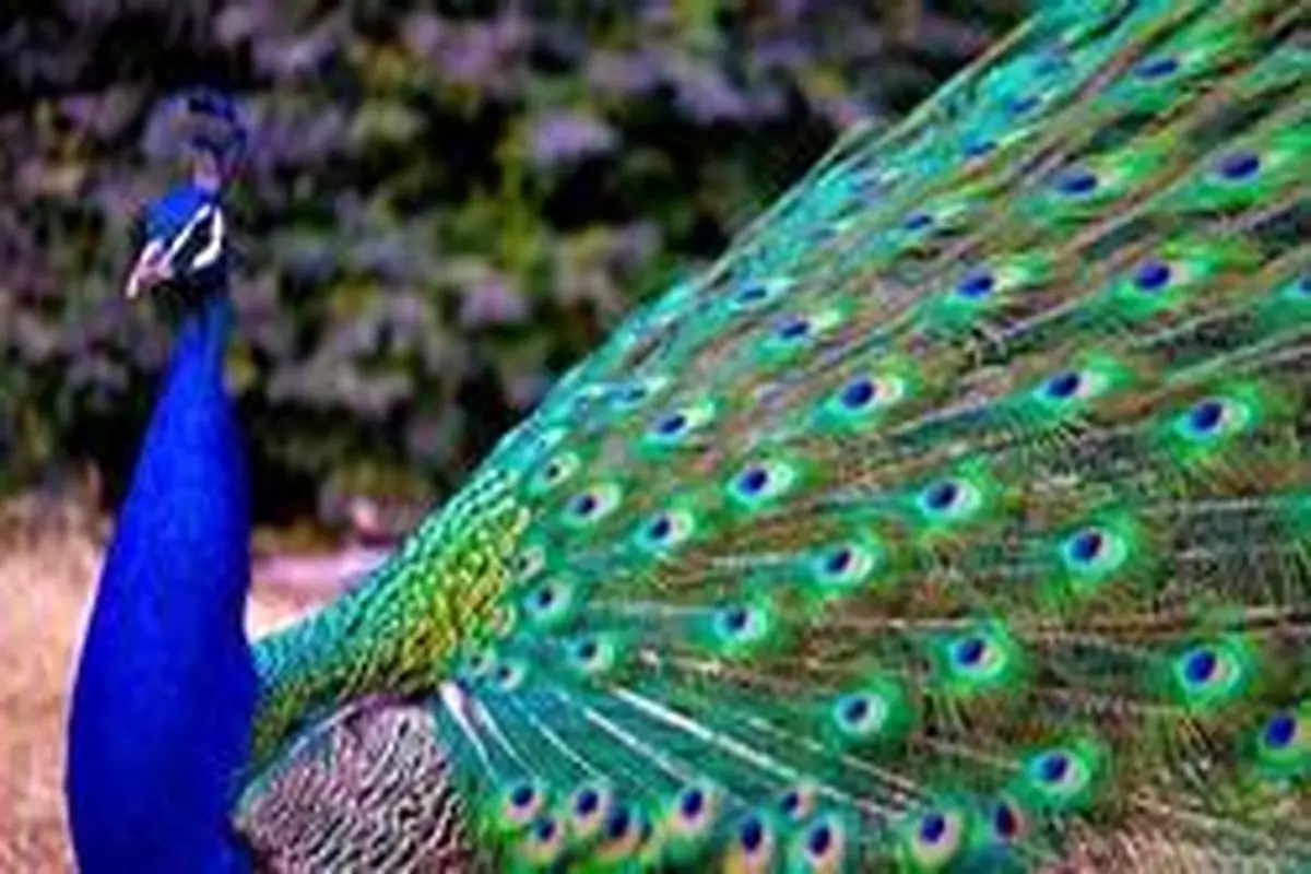 دستگیری طاووس مزاحم در کانادا