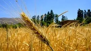 خرید تضمینی گندم به ۵ میلیون و ۹۰۰ هزار تن رسید