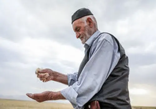 آخرین برآوردهای قیمت گندم؛ اطلاعیه مهم برای گندمکاران درباره نرخ احتمالی خرید تضمینی در فصل آینده