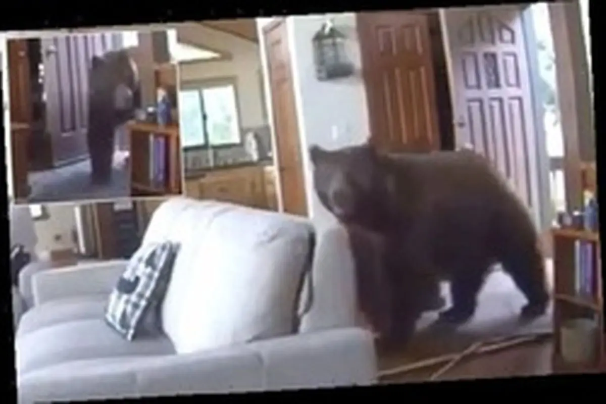 لحظه دلهره آور ورود خرس غول پیکر به داخل خانه! +فیلم