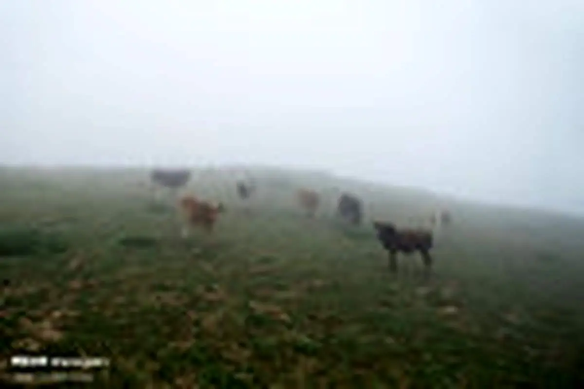 ییلاق سفیدخانی