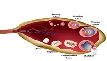 فولیکول تخمدان چیست؟