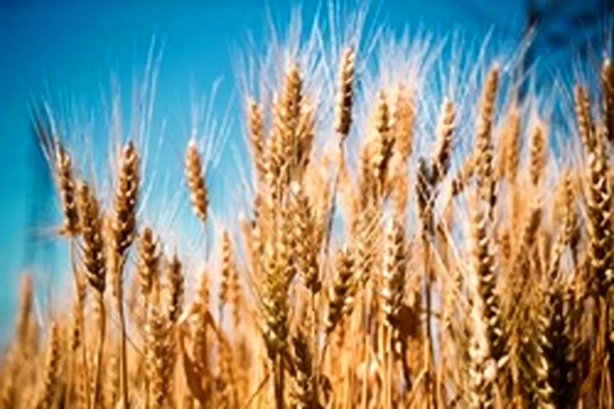 استمرار خودکفایی تولید گندم در گرو اعلام قیمت مناسب تضمینی
