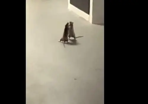  تکنیک باورنکردنی گربه برای شکار موش از داخل یک سوراخ!+فیلم