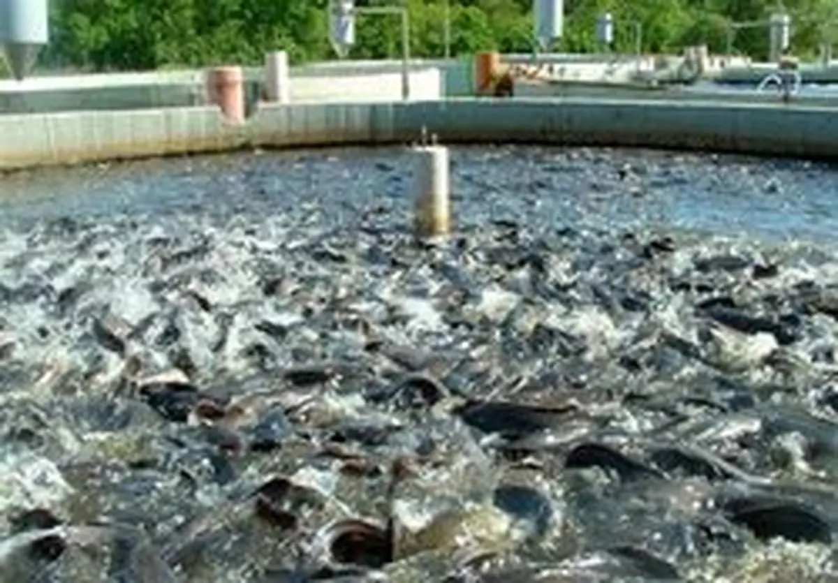 سخنگوی گمرک گفت: صادرات بیش از ۲۳ هزارتن ماهی و آبزیان دریایی طی ۳ ماه