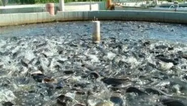 سخنگوی گمرک گفت: صادرات بیش از ۲۳ هزارتن ماهی و آبزیان دریایی طی ۳ ماه