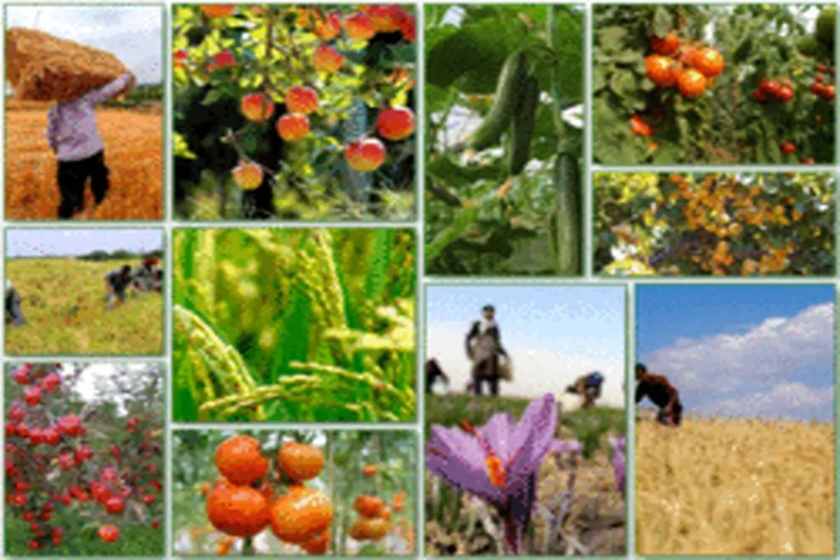 رشد ۳۰ درصدی صادرات محصولات کشاورزی